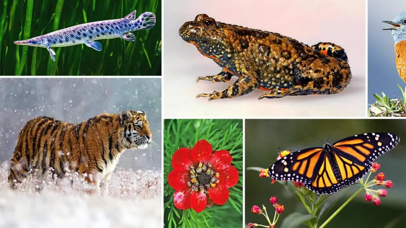 Die Collage zeigt eine Auswahl von bedrohten Tierarten