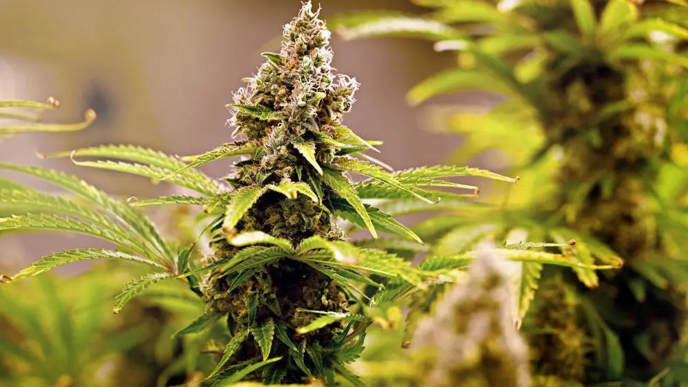 Bild einer Cannabis-Pflanze