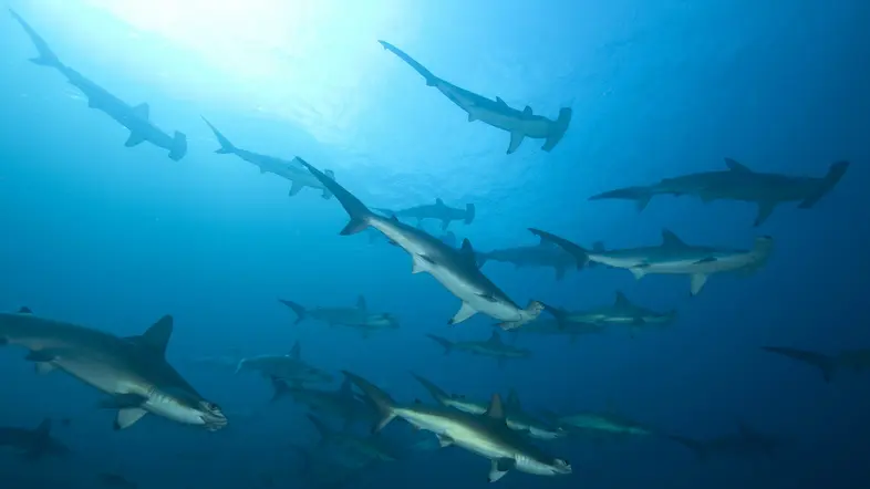 Hammerhaie im Wasser