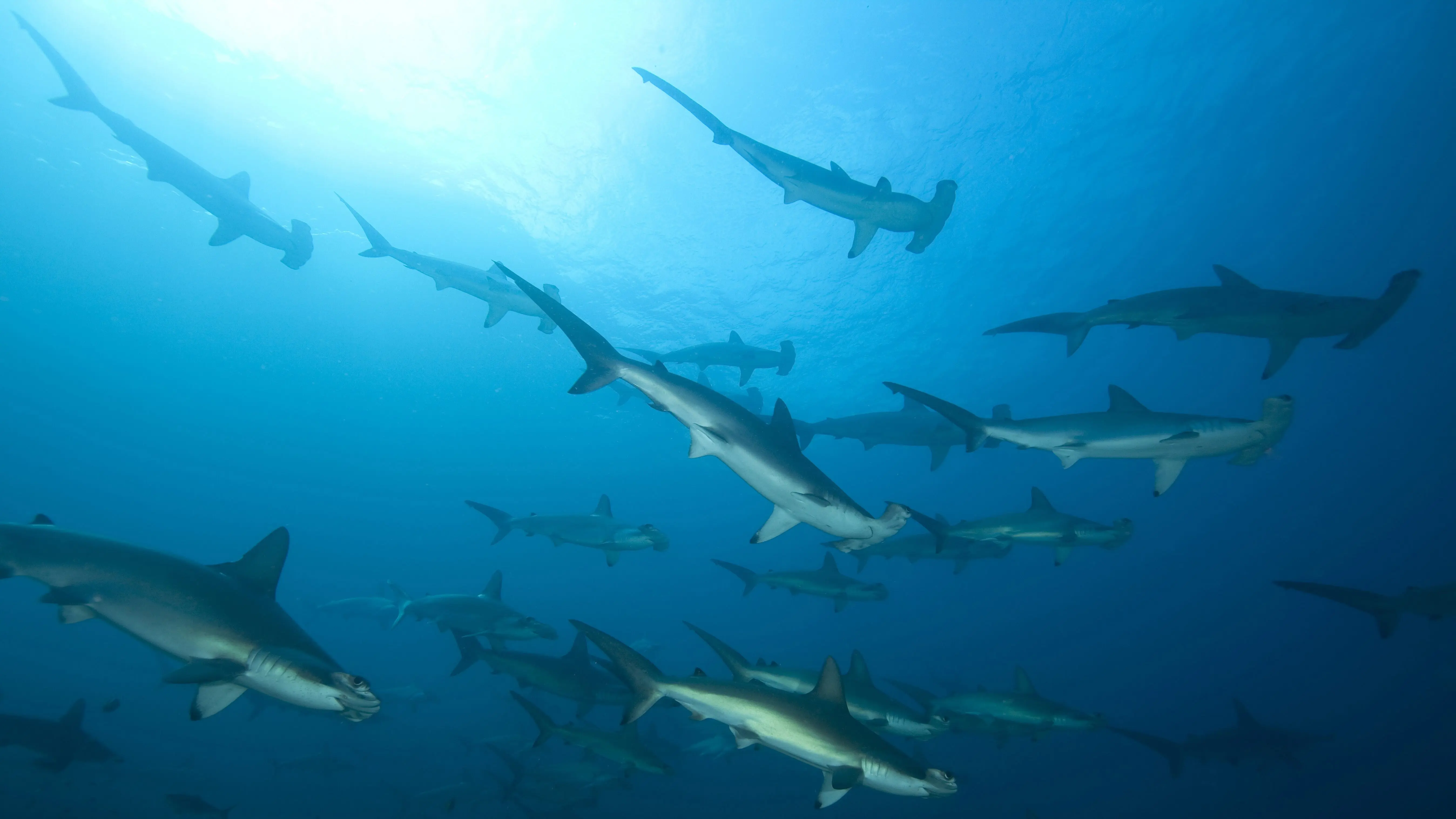 Hammerhaie im Wasser
