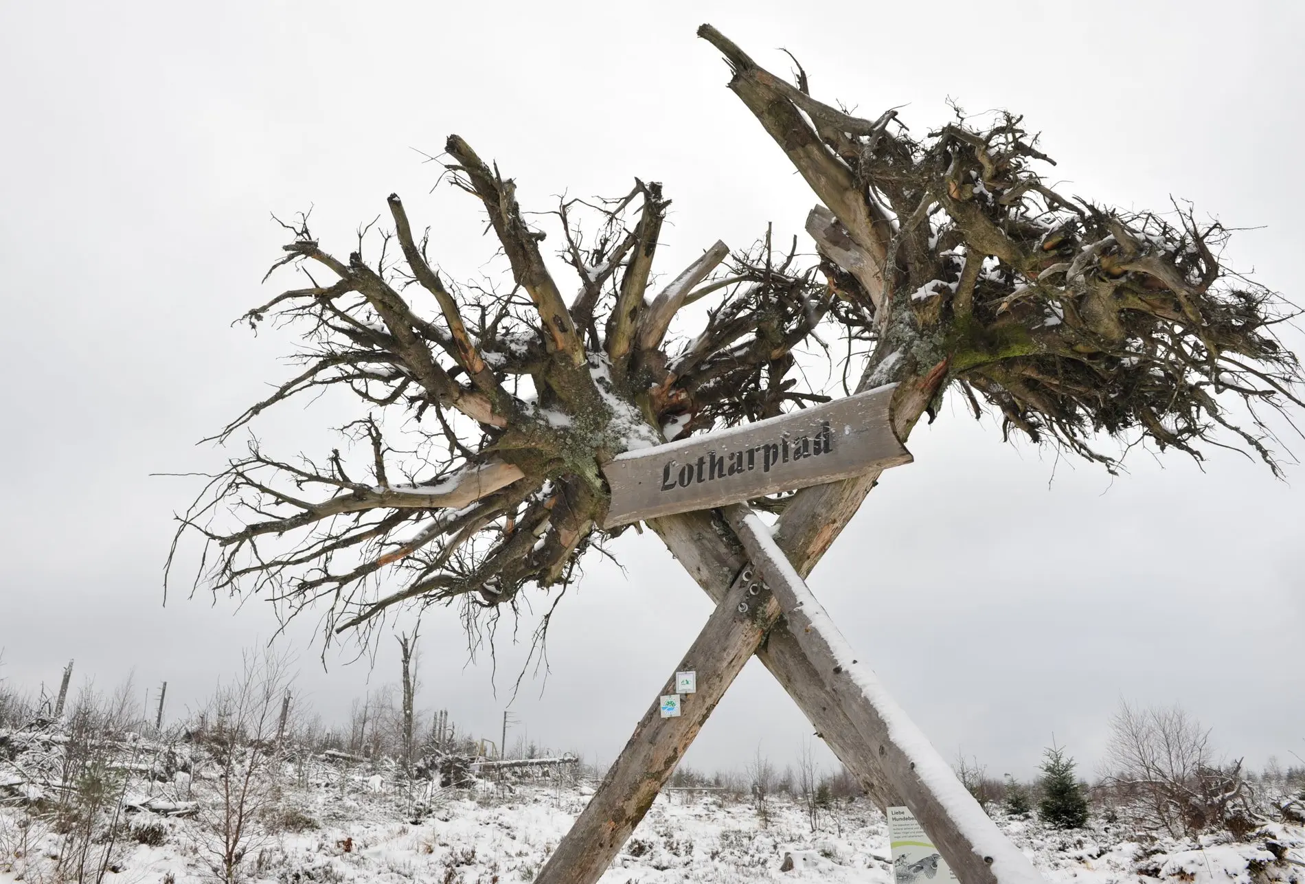 Zwei von Sturm "Lothar" entwurzelte Baumstämme