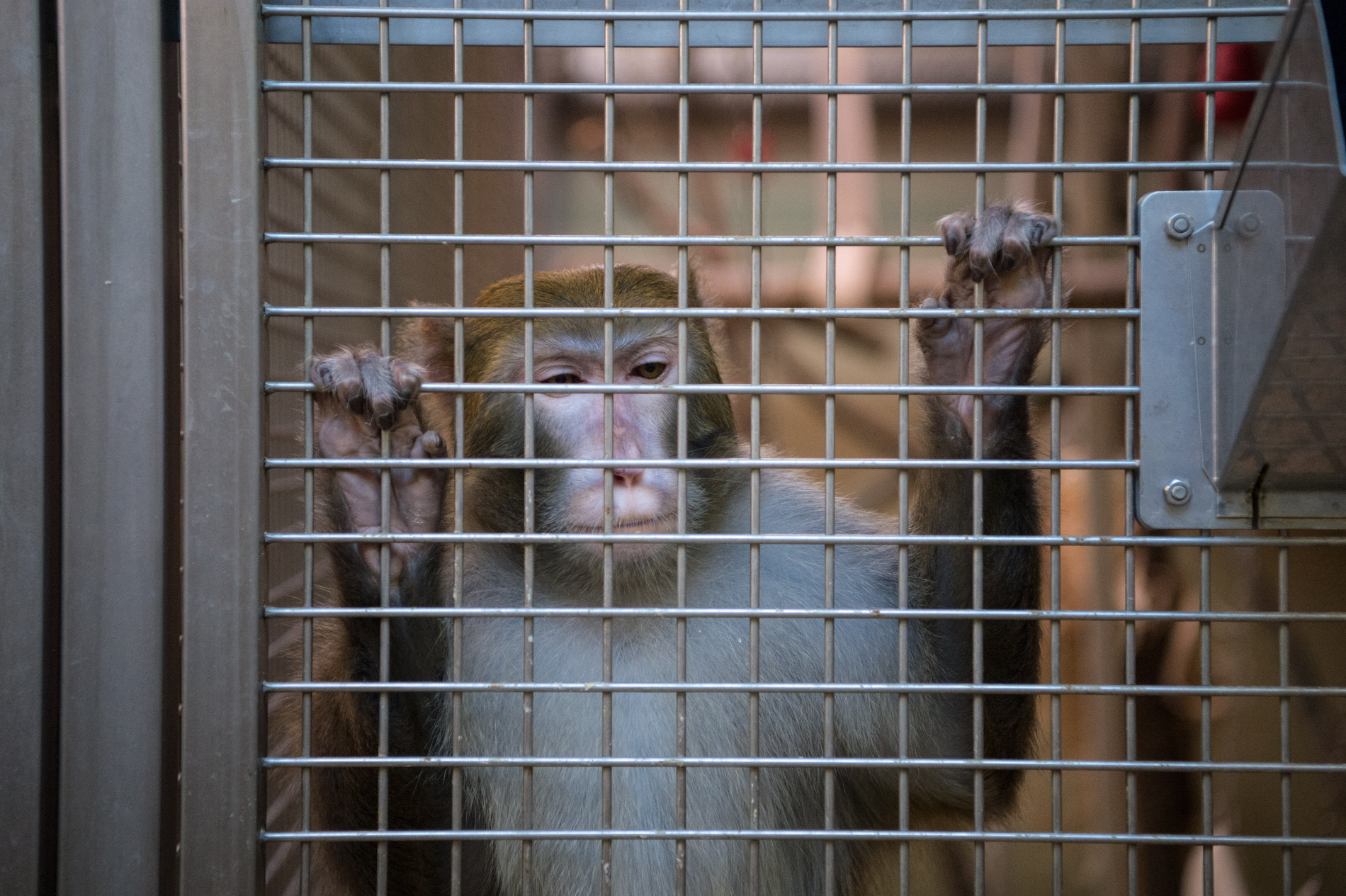 Ein Rhesus-Affe hält sich an einem Gitter fest.