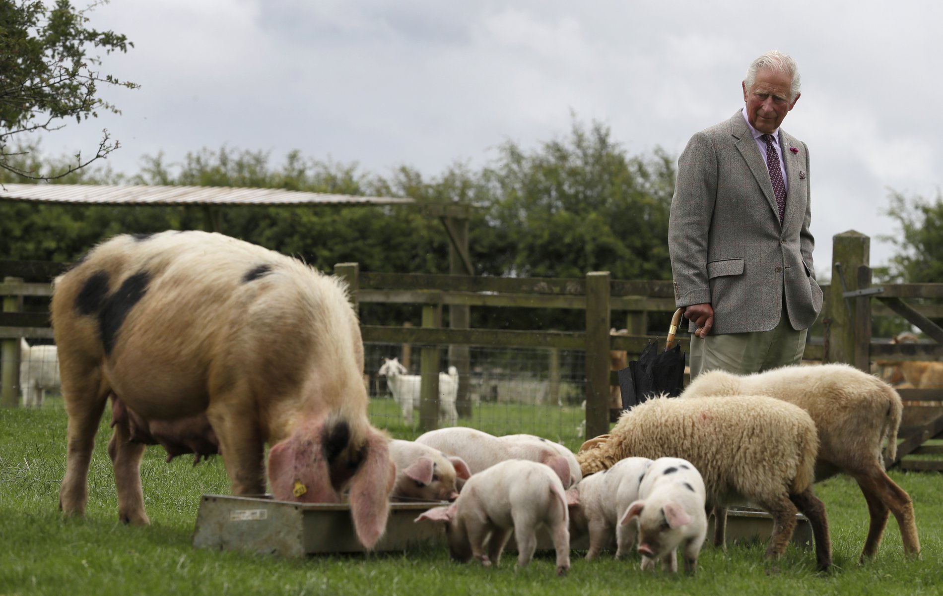 Prinz Charles mit Schweinen und Schafen auf einer Farm