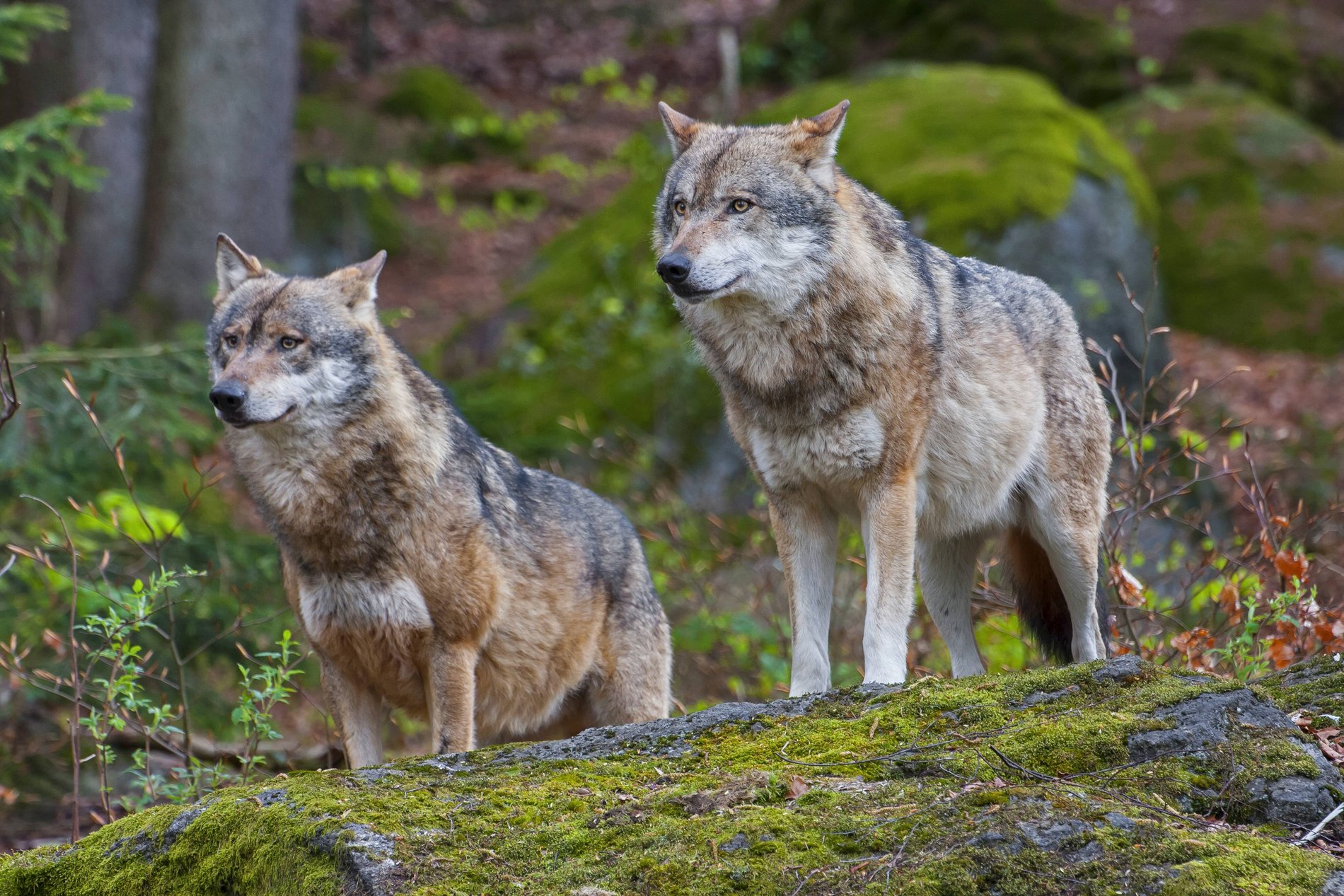 Zwei Wölfe im Tierfreigehege